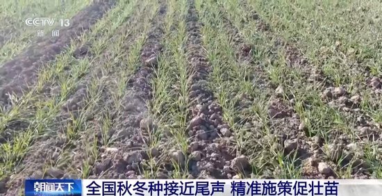 无人机播种+国产大豆新品种出库 全国秋冬种接近尾声