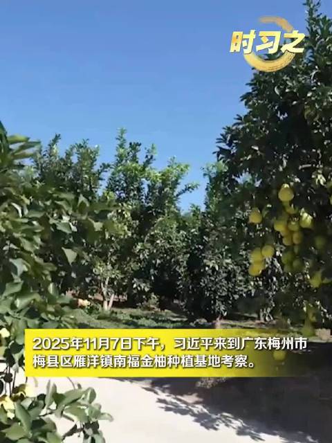 时习之丨“柚”见乡村好风光