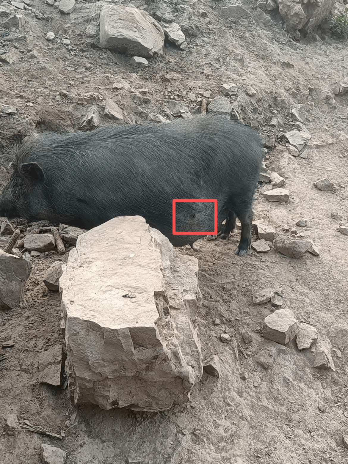 “今天扎野猪，明天可能就扎到人”，无人机搭载利刃狩猎或涉犯罪