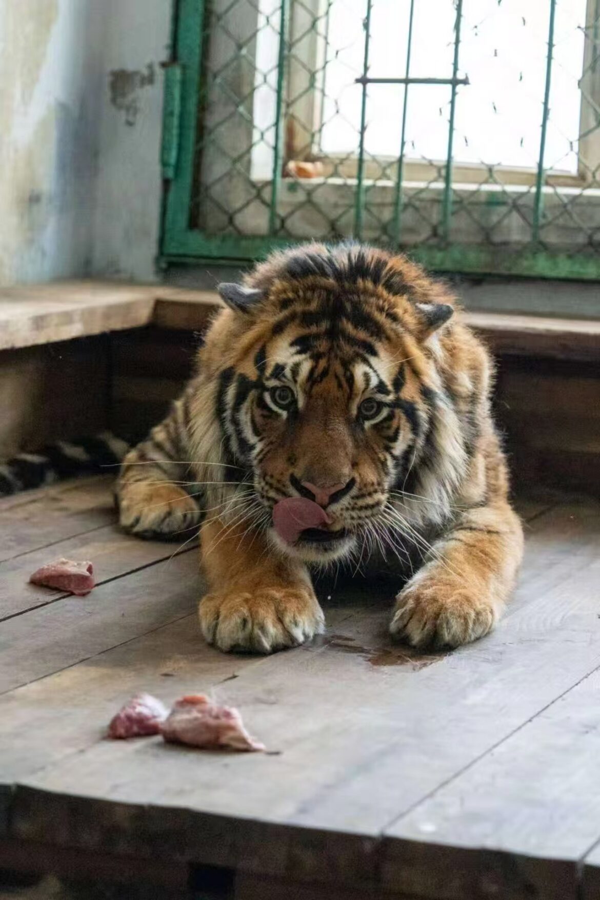 认养东北虎被隐瞒死讯、园方称档案须保密，律师：认养人有知情权