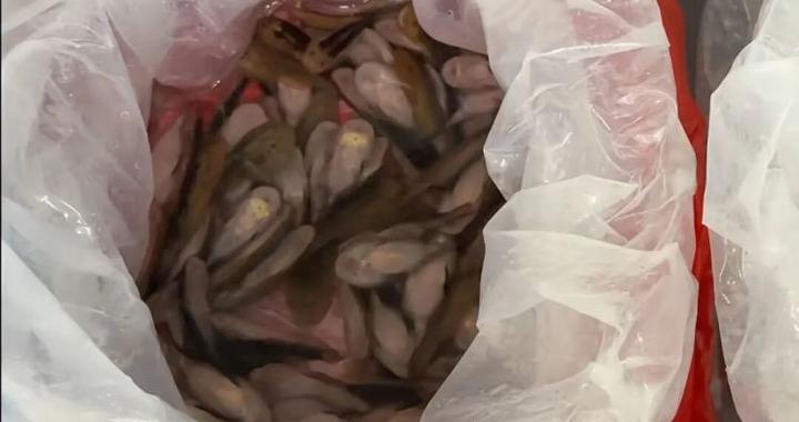 深圳海关在一女子裙内查获229条活鱼