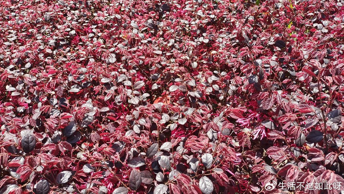 体验免费理疗三个月后，母亲果断买下一台一万元的理疗仪