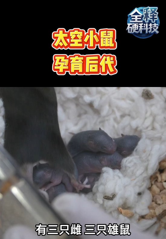 全释硬科技丨“航天小鼠”归来“恋爱生子” 太空繁衍再添希望